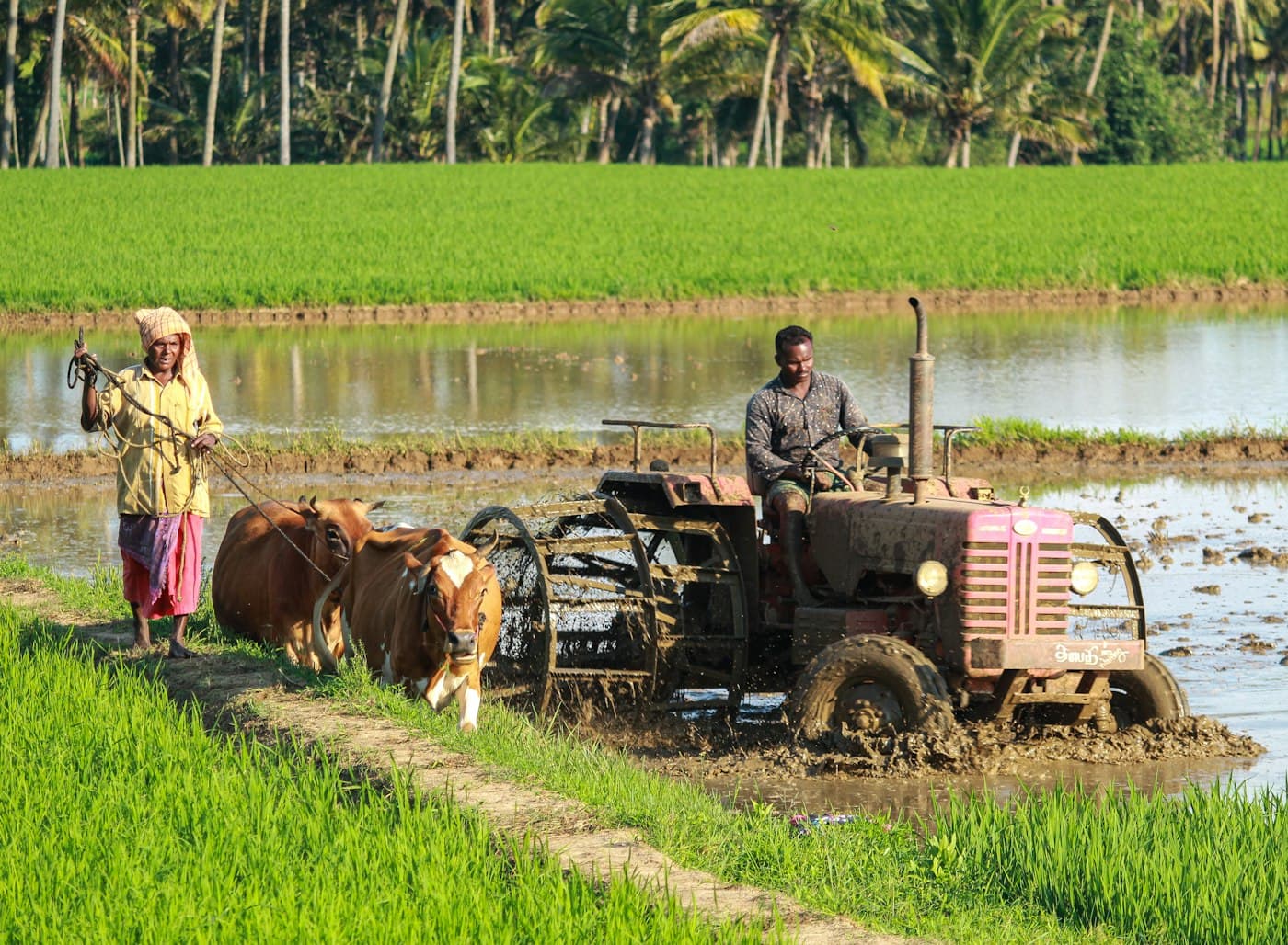 Farmer walking a crop row